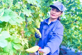 Thay đổi tư duy sản xuất, nâng cao thu nhập 