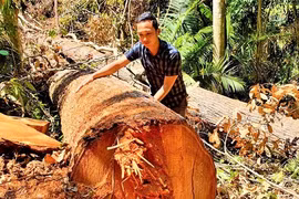 Khốc liệt cuộc chiến giữ rừng - kỳ 3: Có thực mới vực được đạo