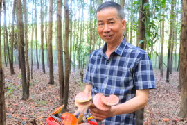 Phát triển kinh tế nông-lâm bền vững gắn với bảo vệ rừng: Nhiều vướng mắc cần tháo gỡ