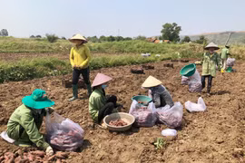 Gia Lai chuyển đổi đất lúa kém hiệu quả sang cây trồng có giá trị cao 