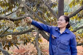 Thu tiền tỷ từ trồng sầu riêng