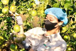 Đầu tư chế biến để tăng giá trị sản phẩm chanh dây