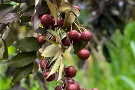 Hương vị của kỷ niệm