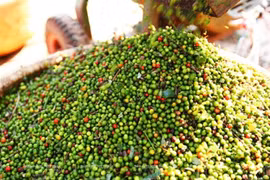 Giá hồ tiêu hôm nay (31-8): Tăng mạnh đạt mốc 145.000 đồng/kg