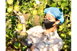 Minh bạch thông tin, chất lượng để xuất khẩu nông sản