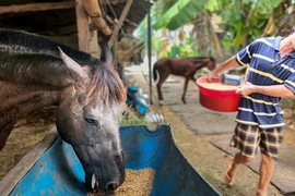 Trăm năm vó ngựa thị thành: Lò ngựa lẫy lừng