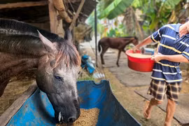 Trăm năm vó ngựa thị thành: Lò ngựa lẫy lừng