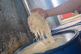 Khiếp hãi bì heo bẩn ở TP.HCM