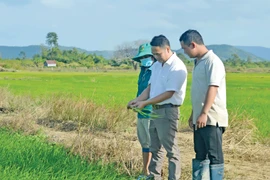 Trọn thanh xuân với miền biên ải