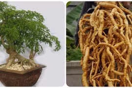 Rễ cây đinh lăng có tác dụng gì với sức khoẻ?