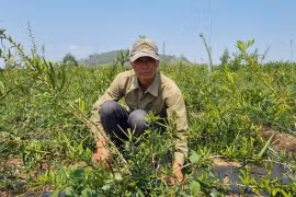 Xáo tam phân “bén đất” Hải Yang