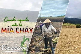 Canh cánh nỗi lo mía cháy