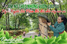 Ấm no theo những vườn cao su - Kỳ 1: Người Rơ Măm đổi đời nhờ cây cao su 