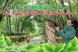 Ấm no theo những vườn cao su - Kỳ 1: Người Rơ Măm đổi đời nhờ cây cao su 