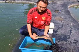 Học dược sĩ nhưng về quê nuôi cá, thu lãi gần 400 triệu đồng/năm