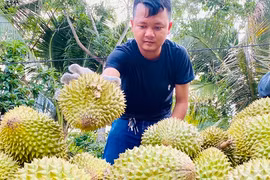 Vì sao giá sầu riêng rớt mạnh?