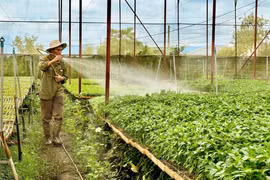 “Đánh thức” An Phú