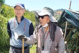 Hai ông 'quốc bảo' sâm Hàn trồng… sâm Việt