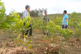 Quỹ Bảo vệ và phát triển rừng Gia Lai chi sai khoảng 31 tỉ đồng