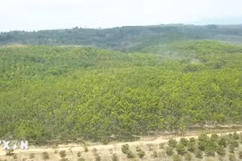 Chủ nhân của hơn 350ha rừng cao su trái phép tại Gia Lai vẫn trong vòng bí ẩn