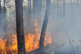 Lửa cháy đỏ rực rừng thông ở Đắk Nông: Sở Nông nghiệp nói gì?