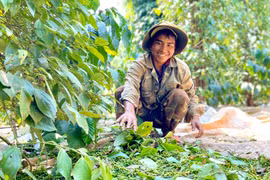 Gia Lai ưu tiên tín dụng cho nông nghiệp xanh