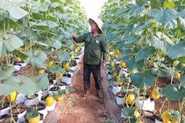 Hợp tác xã Nông nghiệp Việt Tiến: Liên kết sản xuất gắn với tiêu thụ sản phẩm