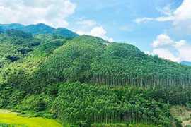 Việt Nam có thể thu 5.000 tỷ mỗi năm nhờ bán tín chỉ carbon từ rừng