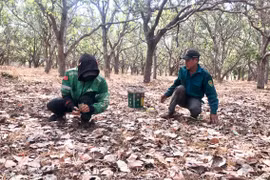 Thất bát mùa điều 