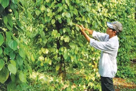 Giá hồ tiêu hôm nay (29-8): Quay đầu giảm 1.000 đồng/kg