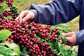 Giá cà phê hôm nay (11-9): Cà phê trong nước tăng 2.000 đồng/kg