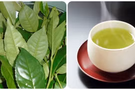 Điều gì sẽ xảy ra nếu bạn thường xuyên uống nước chè xanh vào buổi sáng?