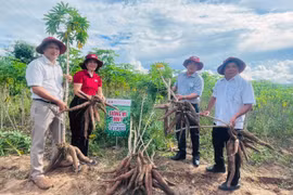 Nông dân Gia Lai trúng mùa mì nhờ giống sạch bệnh
