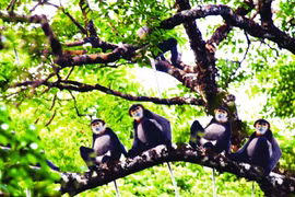 Theo dòng sông Bé - Bài 1: Giữ rừng đầu nguồn