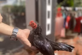 Thú cưng - cuộc chơi công phu và đắt đỏ - Kỳ 3: Cuộc phục hưng gà tre đất Bắc