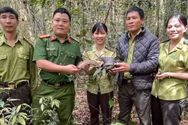 Thả tê tê vàng quý hiếm về môi trường tự nhiên