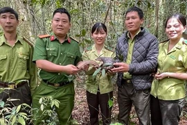 Thả tê tê vàng quý hiếm về môi trường tự nhiên