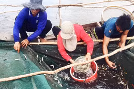 Khi loài cá xa dần