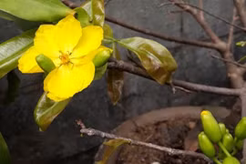 Cành mai rừng ngày Tết