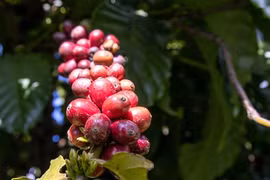 Là nước xuất khẩu hàng đầu, vì sao doanh nghiệp phải nhập cà phê?