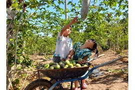 Chuyện làm nông nghiệp hữu cơ