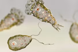 TP HCM: Phát hiện một trường hợp mắc amip 'ăn não' ở trẻ em