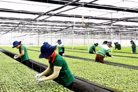 Gia Lai hỗ trợ thành lập ít nhất 4 HTX và 24 tổ hợp tác trong nông nghiệp