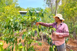 Quy hoạch công trình trên đất được cấp theo Chương trình 132: Người nghèo mòn mỏi chờ tháo gỡ