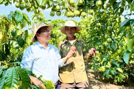 Giống chanh dây Đài Nông 1 Đức Điền: Sạch bệnh, năng suất vượt trội