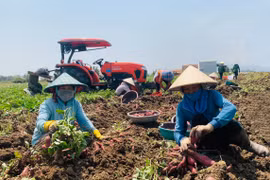 Người dân Phú Thiện đổ xô trồng khoai lang