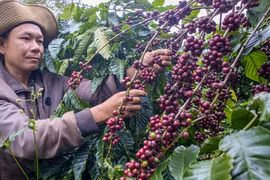 Giá cà phê đã 'xanh' trở lại