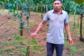 Đau xót cảnh gia đình nông dân bị kẻ xấu chặt phá 325 cây chanh dây