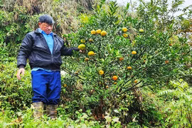 Trong mây Vân Sơn - Kỳ 2: Phục tráng quýt cổ Nam Sơn