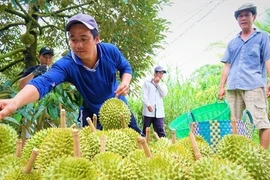 Xuất khẩu sầu riêng: Bao giờ có bộ tiêu chuẩn quốc gia?